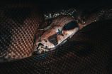 大王蛇图片：你知道大王蛇有哪些神奇的特性吗？