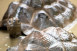 安布闭壳龟(宠物爱好者必看——安布闭壳龟的养殖技巧和注意事项)