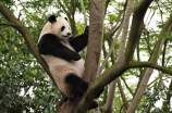 大熊猫吃肉吗(大熊猫：吃肉还是吃竹子？)