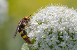 金环胡蜂(金环胡蜂：来自北美洲的昆虫入侵)